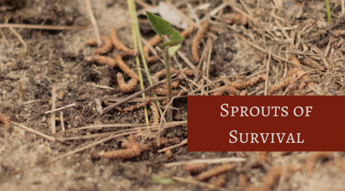 Sprouts Of Survival